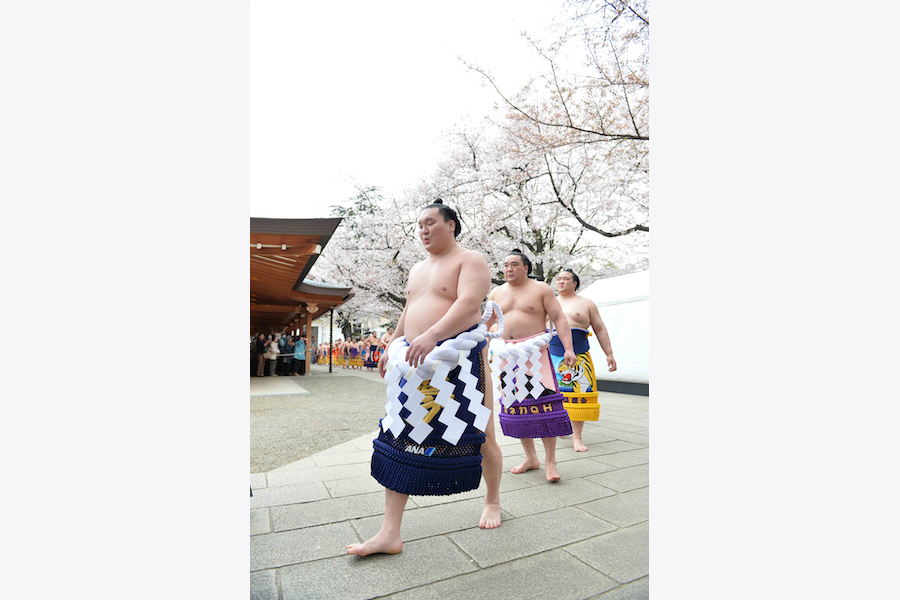 満開の桜のなかを行く力士たち